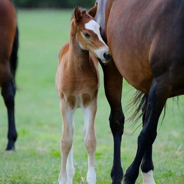 bangarang rc foal with mom