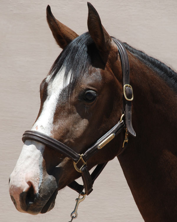 carioco headshot carioco headshot