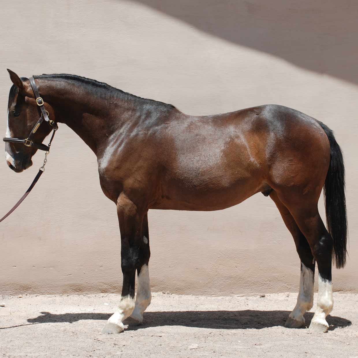 carioco rc conformation carioco rc conformation