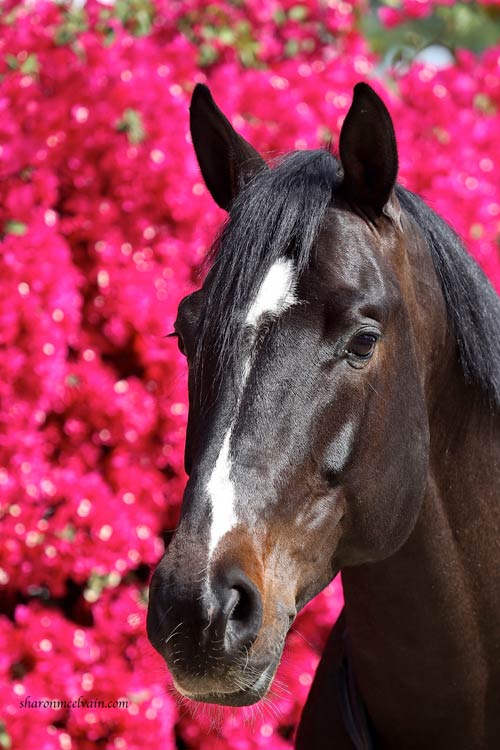 contento portrait contento portrait