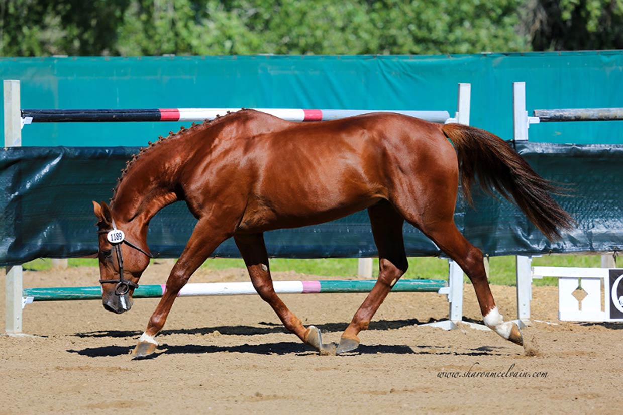 zanzibar mid stride zanzibar mid stride