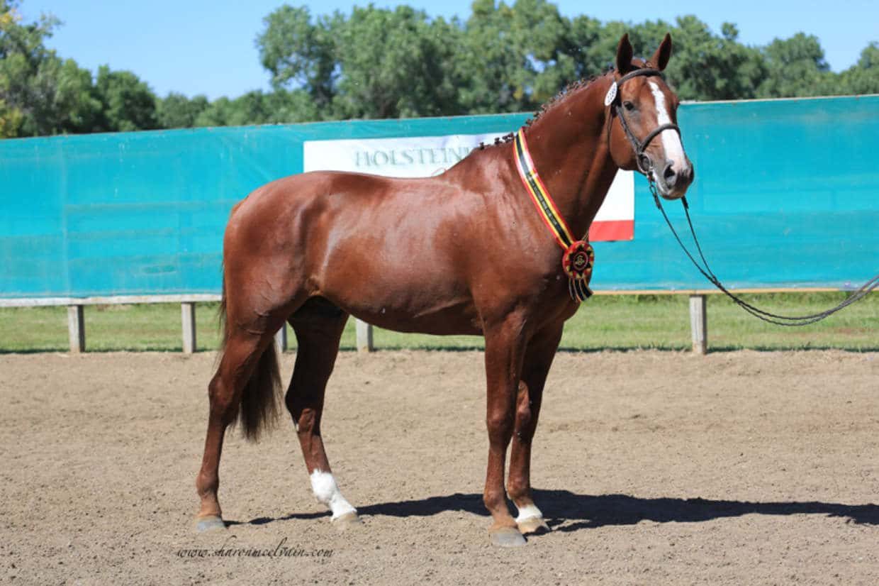 zanzibar rc conformation zanzibar rc conformation photo