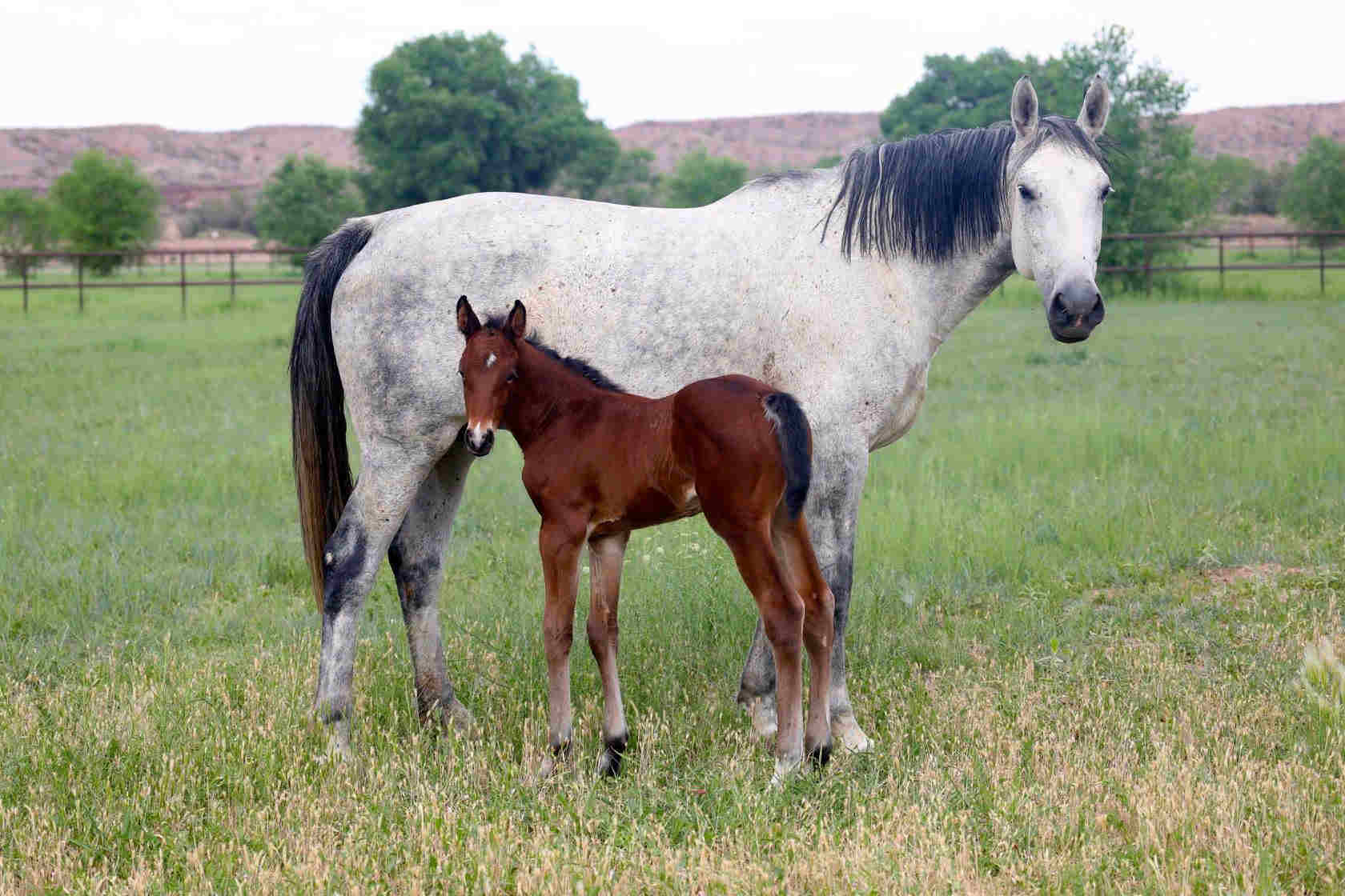 zooey b brood mare with colt at rancho corazon 1