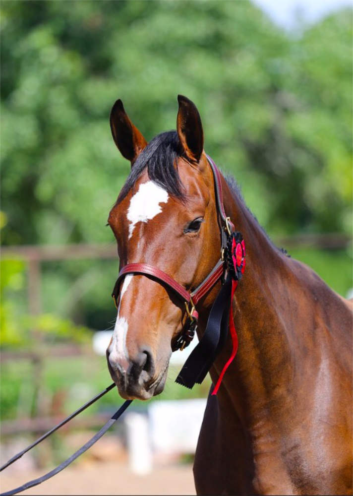 eh jolie rc portrait