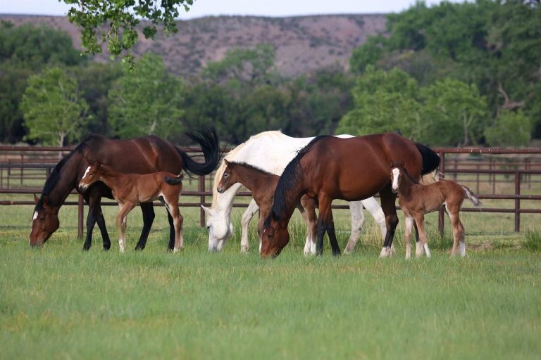 rancho corazon mares and foals