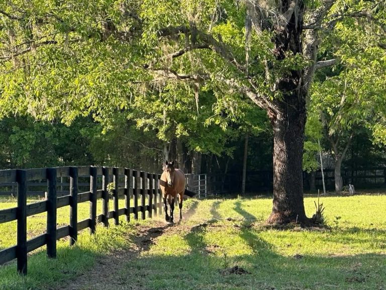 horse in a paddock at rancho corazon ocala