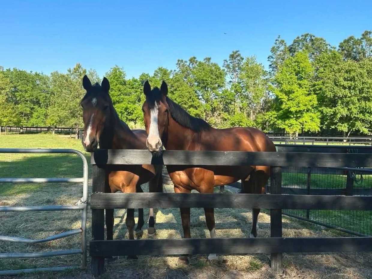 horses boarding at Rancho Corazon Ocala, Ocala FL