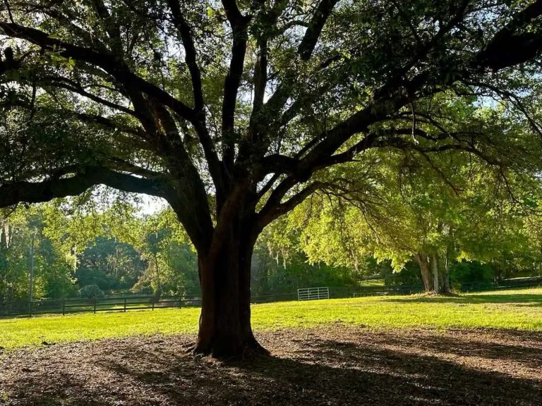 rancho corazon ocala