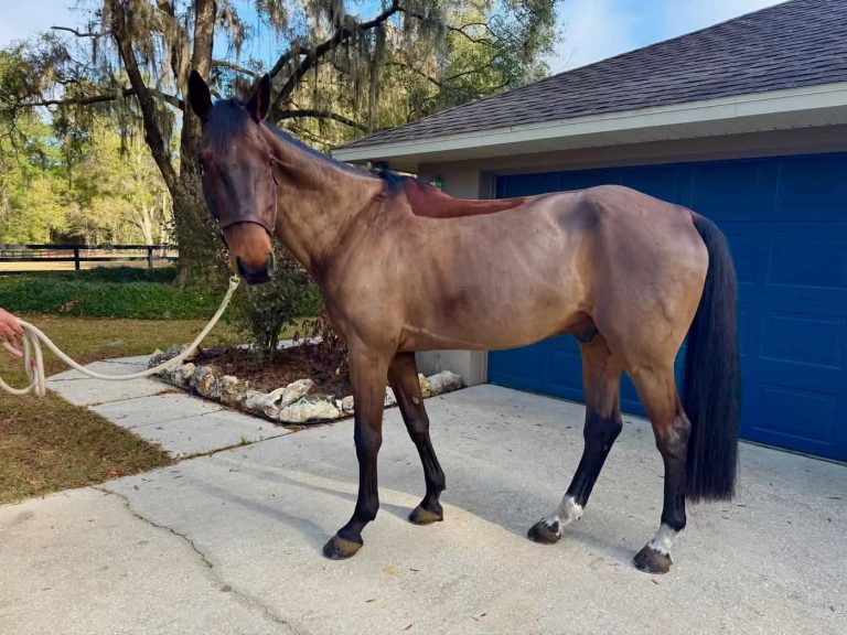 rc ocala horse boarding