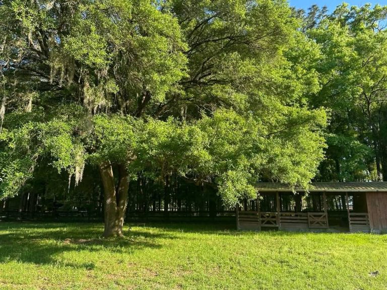 stables at rc ocala with leafy trees