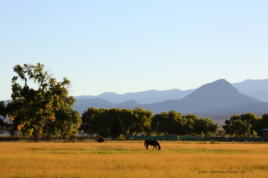 pasture view with horse grazing